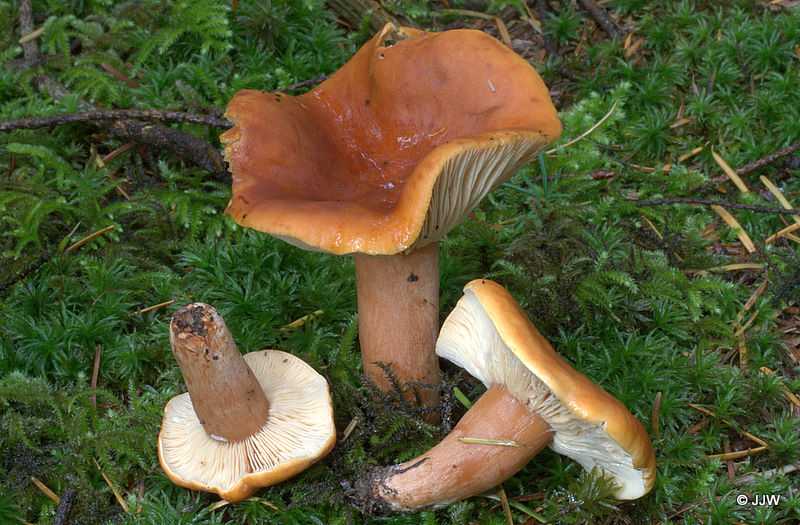 Lactarius fulvissimus